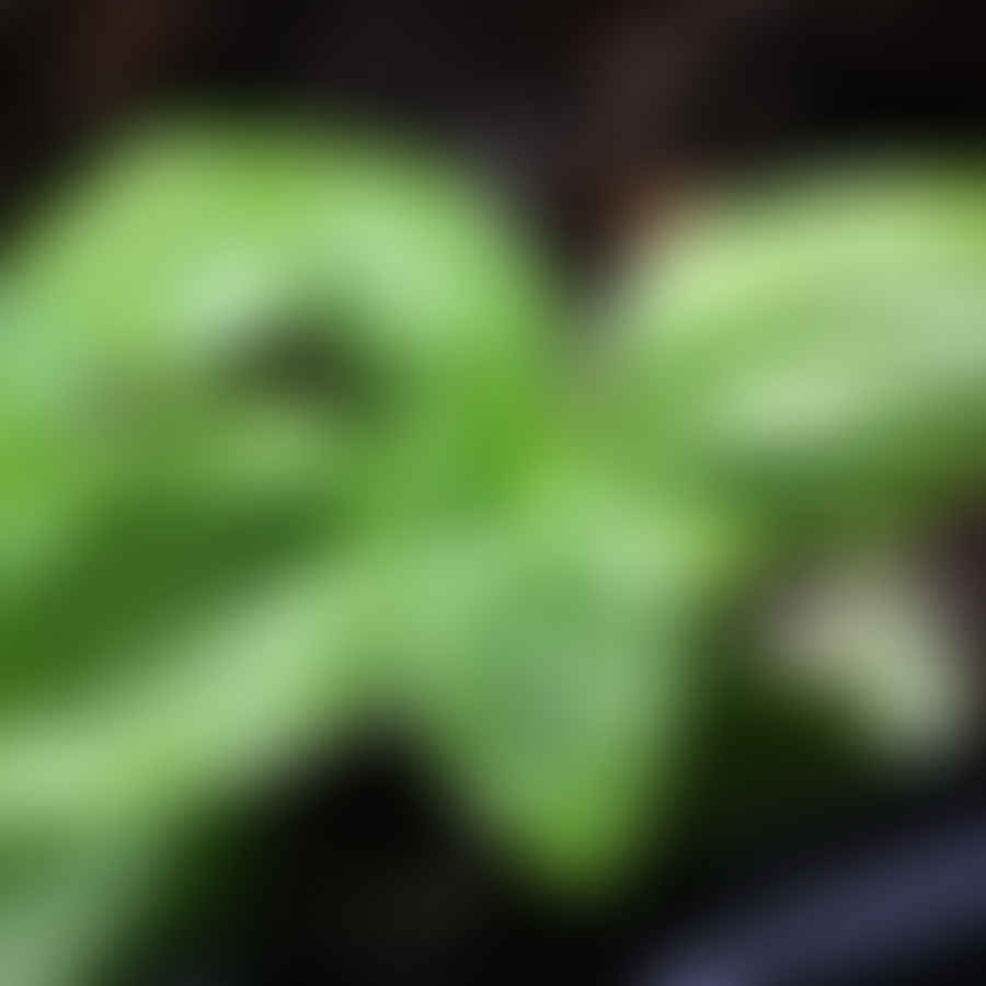 Lush basil plants surrounding pepper plants in a garden